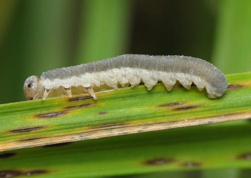 Réf. 81 487 : Monostegia abdominalis