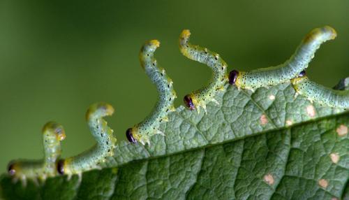 Nematinae