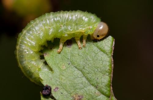 Arge sp.