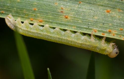 Tenthredopsis sp.