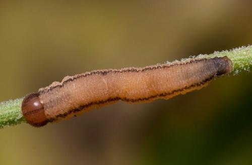 Tenthredopsis sp.