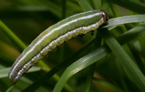 Gilpinia hercyniae