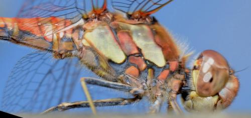 Réf. 81 761 : Sympetrum striolatum