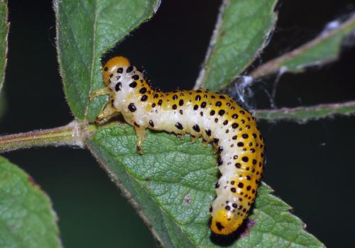Arge ochropus