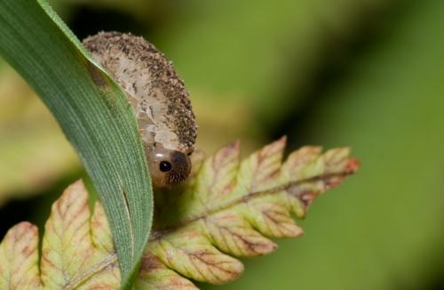 Tenthredo sp.
