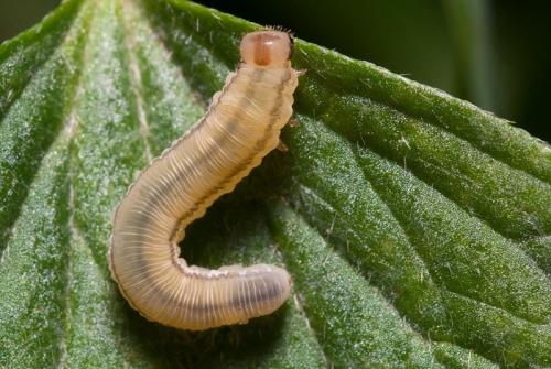 Réf. 81 482 : Tenthredininae inconnu