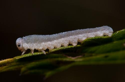 Monostegia abdominalis