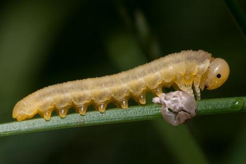 Réf. 81 471 : Dolerus sp.
