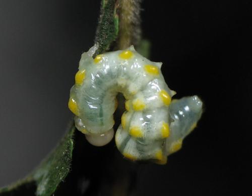 Spinarge metallica