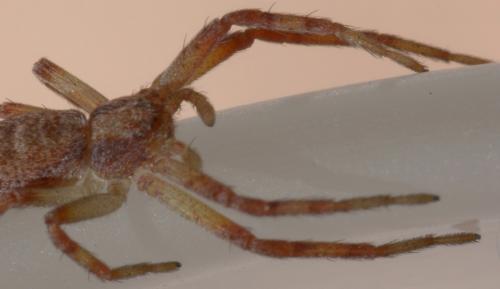 Philodromus sp.