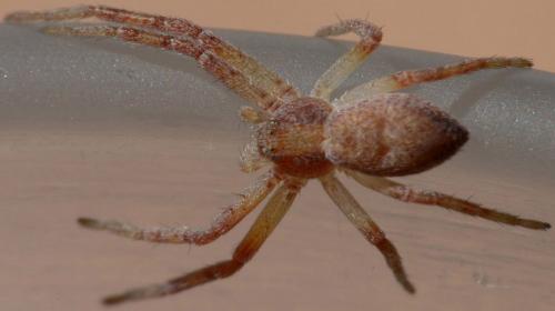Philodromus sp.