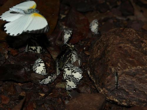 Tuxentius caraena kontu