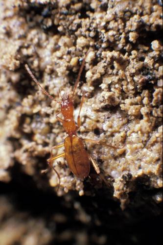 Trichaphaenops obesus