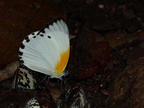 Réf. 81 374 : Appias sylvia