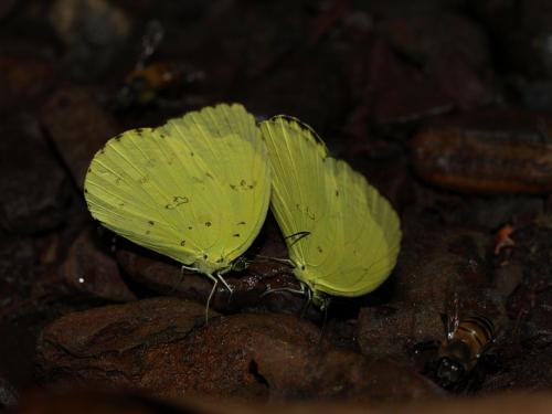 Réf. 81 345 : Eurema sp.