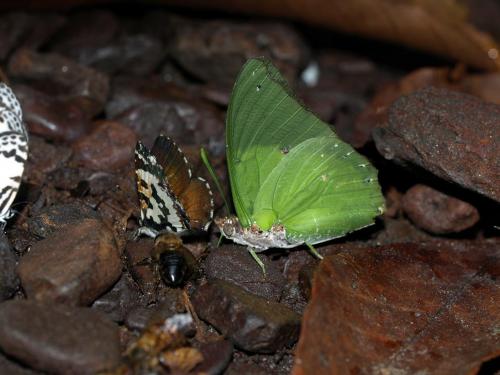 Réf. 81 344 : Viridixes eupale