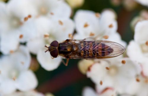 Episyrphus balteatus