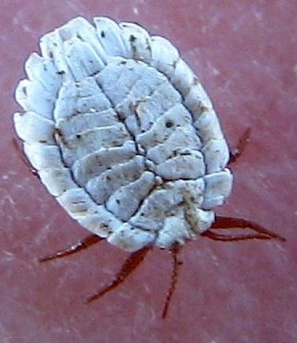 Arctorthezia cataphracta