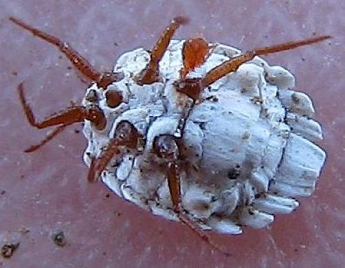 Arctorthezia cataphracta