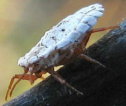 Arctorthezia cataphracta