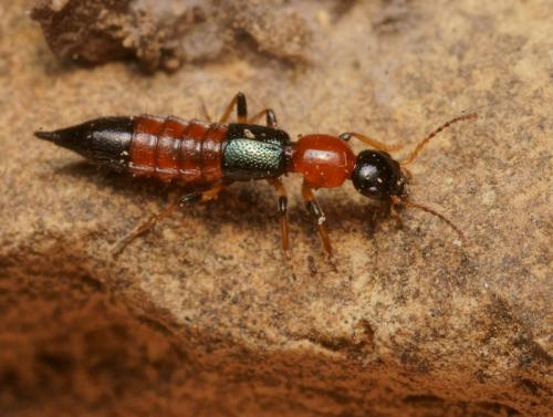 Réf. 81 047 : Paederus littoralis