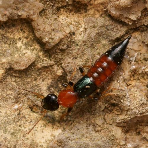 Réf. 81 049 : Paederus littoralis