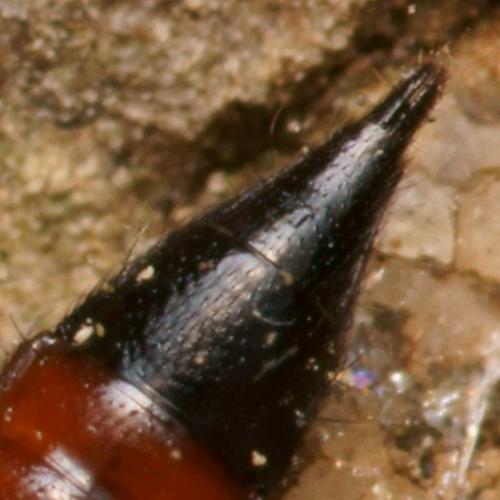 Réf. 81 050 : Paederus littoralis