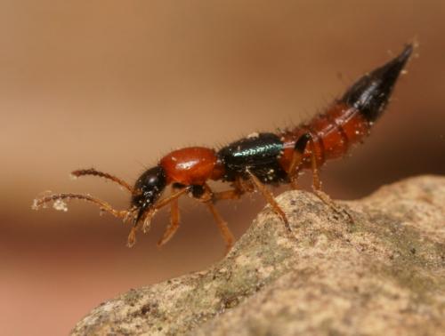 Réf. 81 048 : Paederus littoralis
