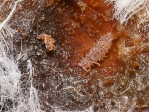 Ceratophysella sp.