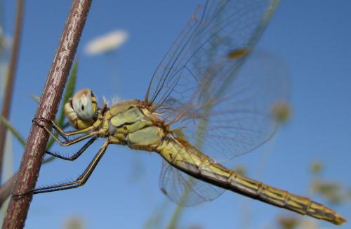 Sympetrum fonscolombii