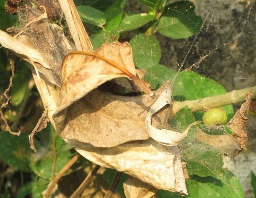 Dendrolycosa sp.