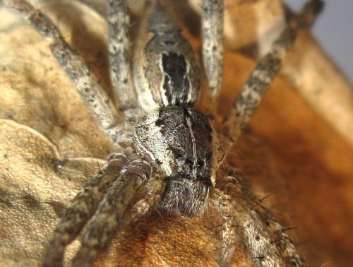 Dendrolycosa sp.