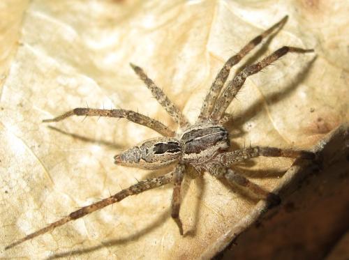Réf. 81 015 : Dendrolycosa sp.