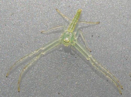 Oxytate sp.
