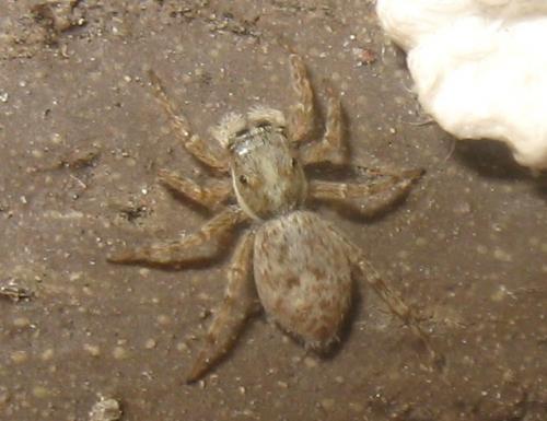 Menemerus semilimbatus
