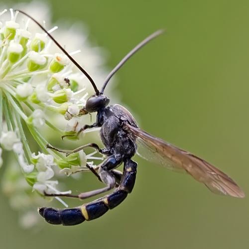 Metopius sp.