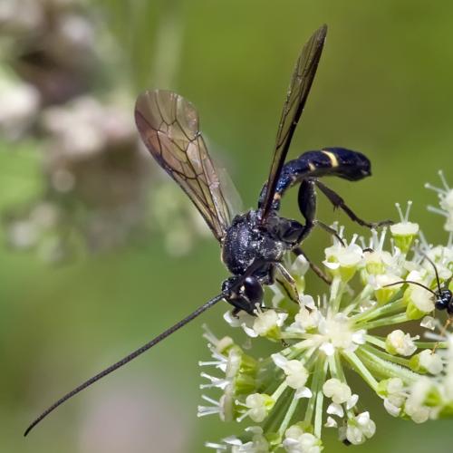 Réf. 81 061 : Metopius sp.