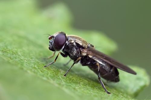 Réf. 81 620 : Cheilosia sp.