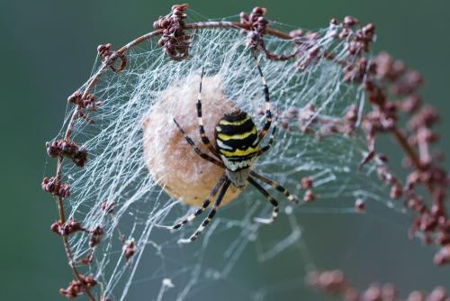 Argiope bruennichi