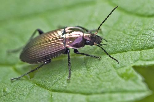 Réf. 81 636 : Poecilus cupreus