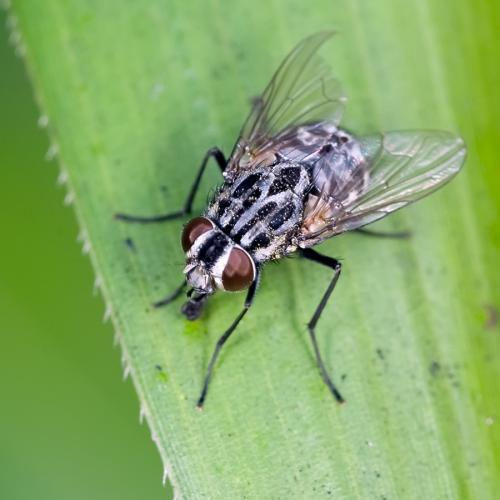 Réf. 81 818 : Graphomya maculata