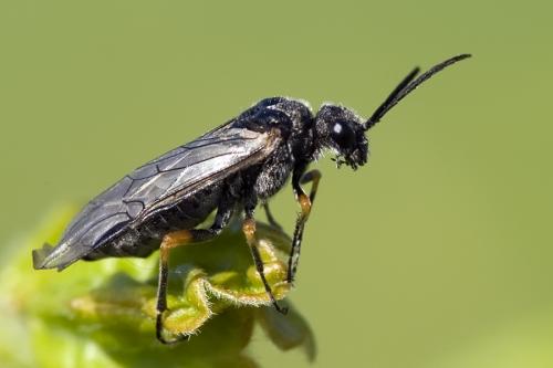 Réf. 81 730 : Dolerus (gonager-puncticollis)
