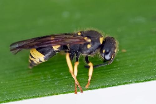 Ancistrocerus nigricornis