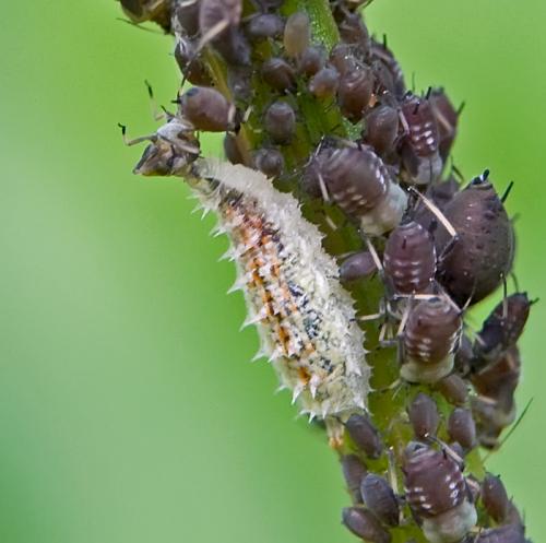 Réf. 81 290 : Paragus sp.