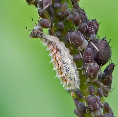 larve - [larve de Syrphidae, Dasysyrphus sp] Chenille de Favonius quercus???? _ds05026