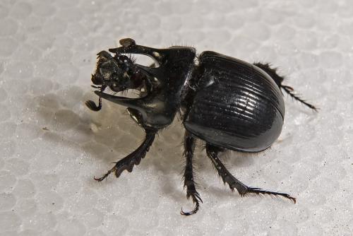 Réf. 81 538 : Typhaeus typhoeus