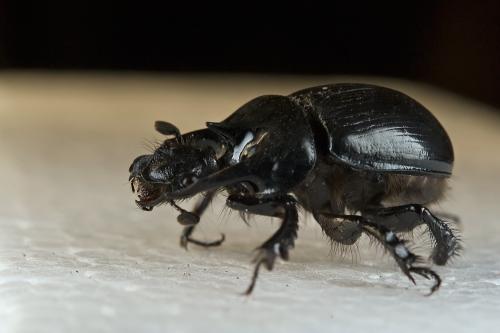 Réf. 81 541 : Typhaeus typhoeus