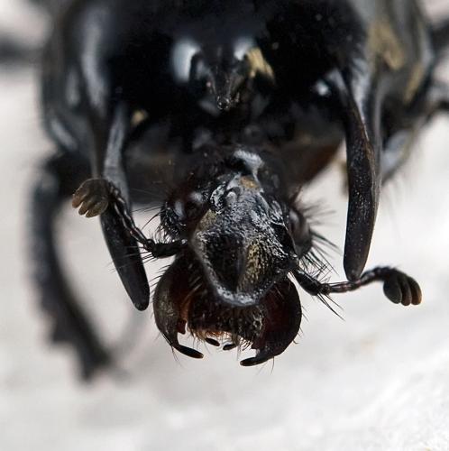Réf. 81 542 : Typhaeus typhoeus