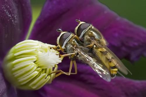 Eupeodes corollae