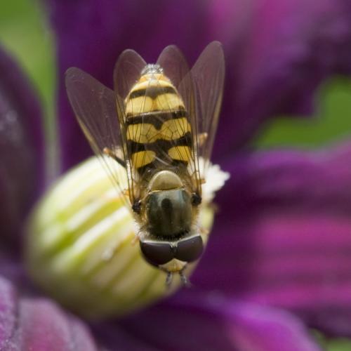 Eupeodes corollae